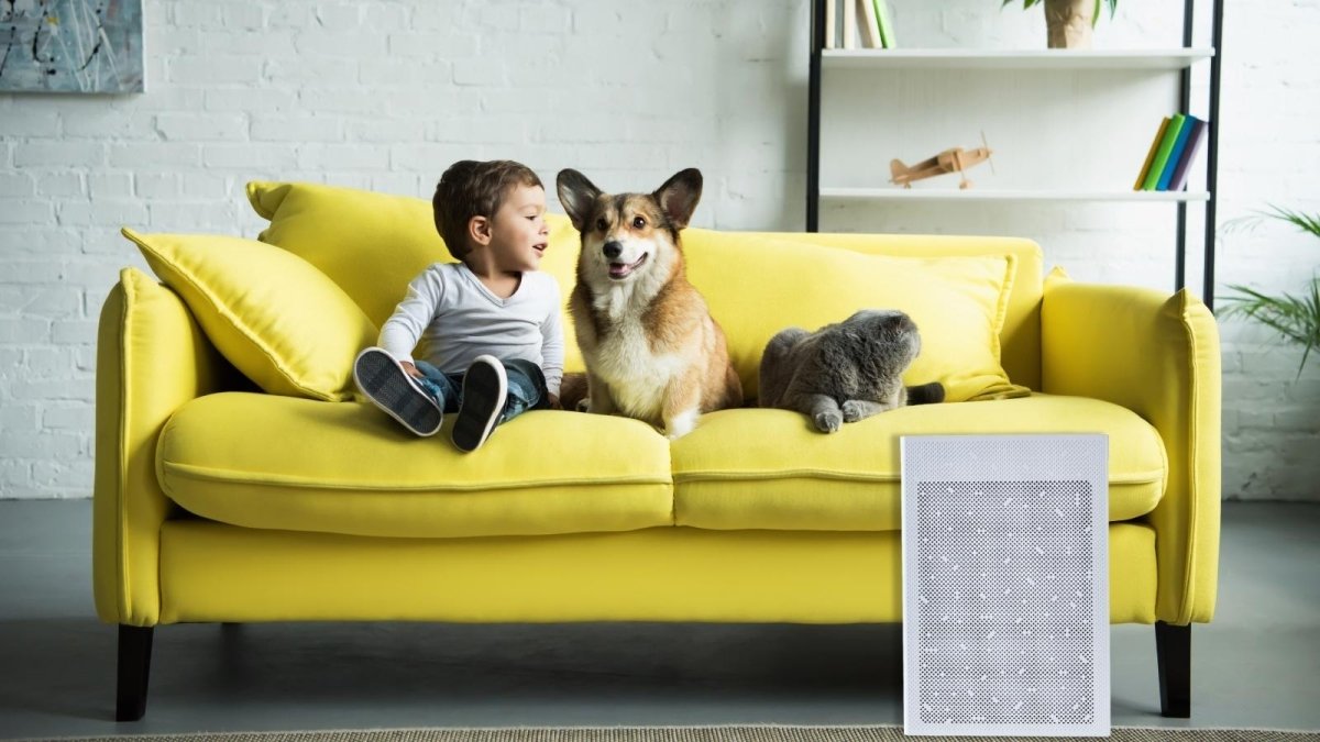 Pet Owners: Keep Your Home Fresh with an Air Purifier! - Snap Air