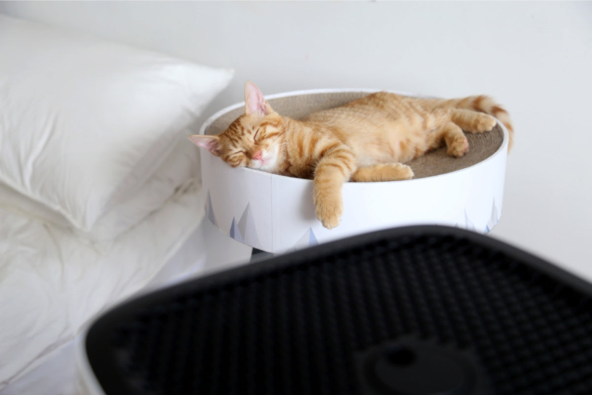 Cat lying on a round cushion next to a bed with blurred Smart Air Sqair air purifier in foreground