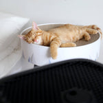 Cat sleeping on a cushion next to a bed with Smart Air Sqair air purifier blurred in foreground